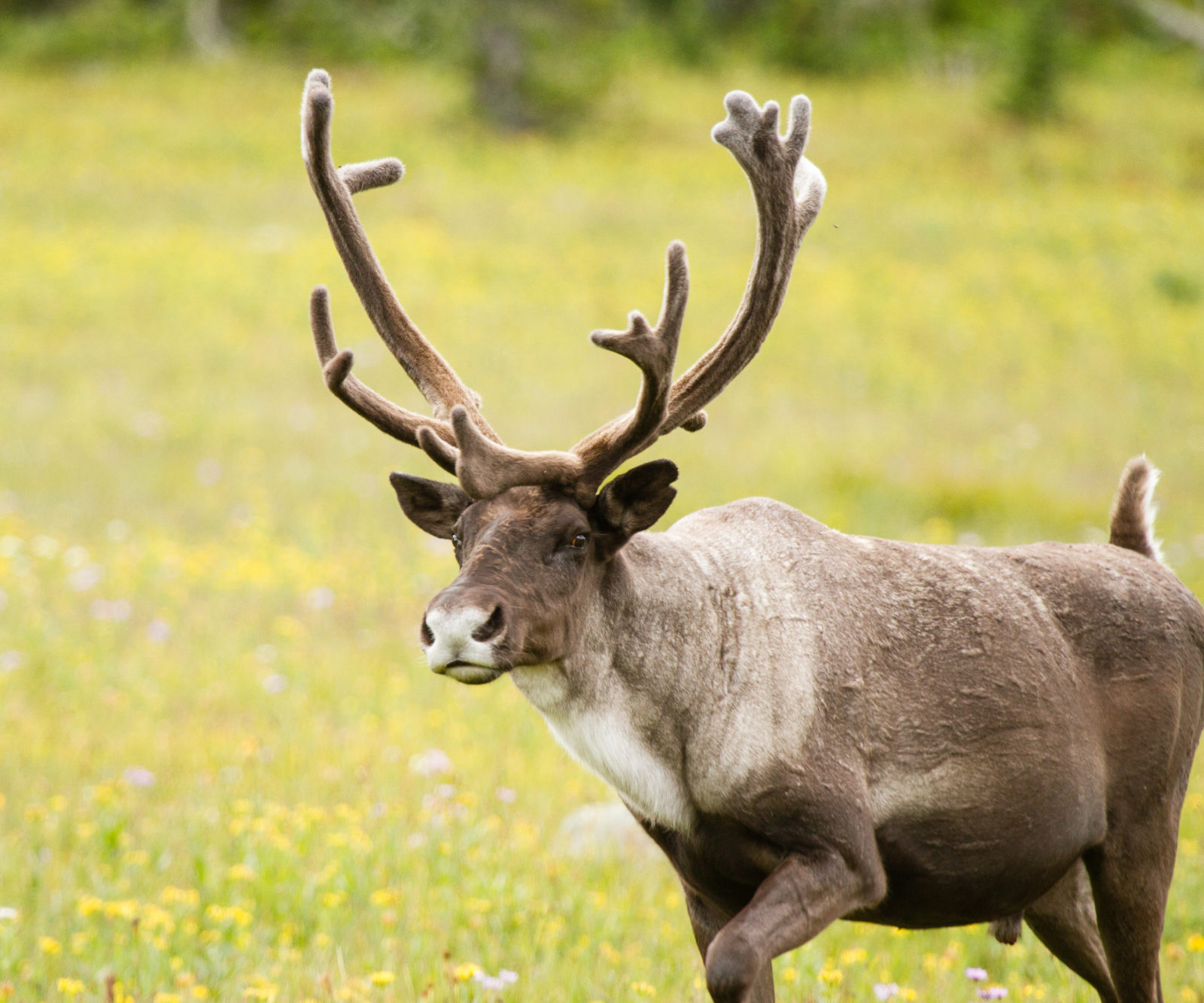 Caribou проект. Caribou Contests. Caribou Odessa.