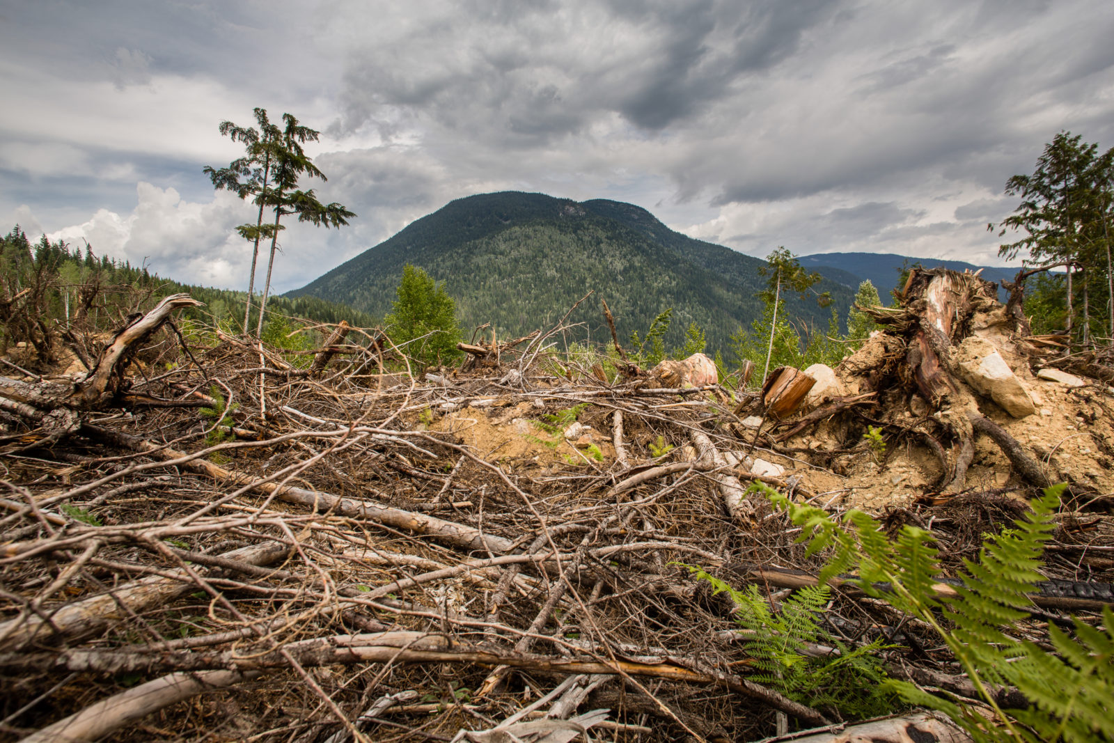 Mountain Caribou Initiative: A visual journey into the imperiled world ...